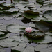 water lily by parisouailleurs