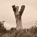 Sepia stump.  by 365projectdrewpdavies