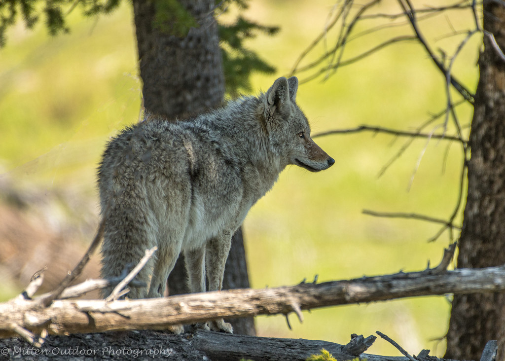 Coyote on the lookout by dridsdale