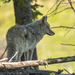 Coyote on the lookout by dridsdale