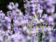 11th Aug 2018 - Lavender 