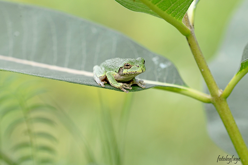 Hello again little green frog! by fayefaye