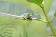 15th Aug 2018 - Hello again little green frog!