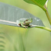 Hello again little green frog! by fayefaye