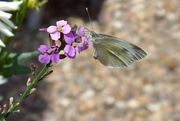 13th Aug 2018 - Cabbage White