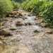 Rain Forest Stream by ianjb21