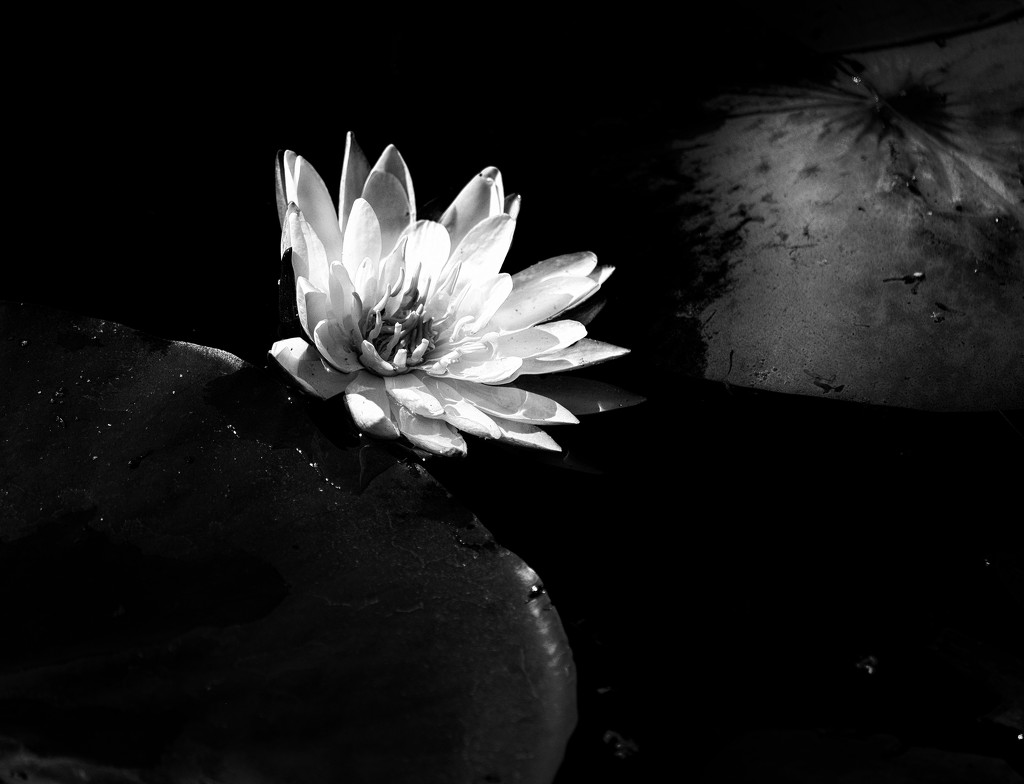 Water Lilly  by tosee