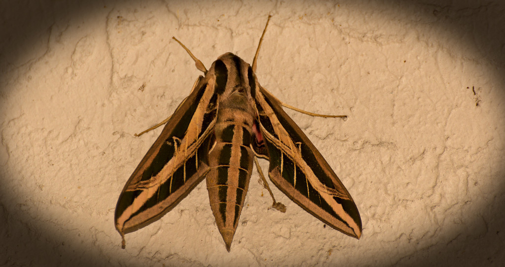 White Lined Sphinx Moth! by rickster549