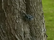 15th Aug 2018 - Black and white warbler