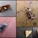 Garden moths 31 by steveandkerry