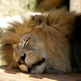 Sleepy Lion by gq