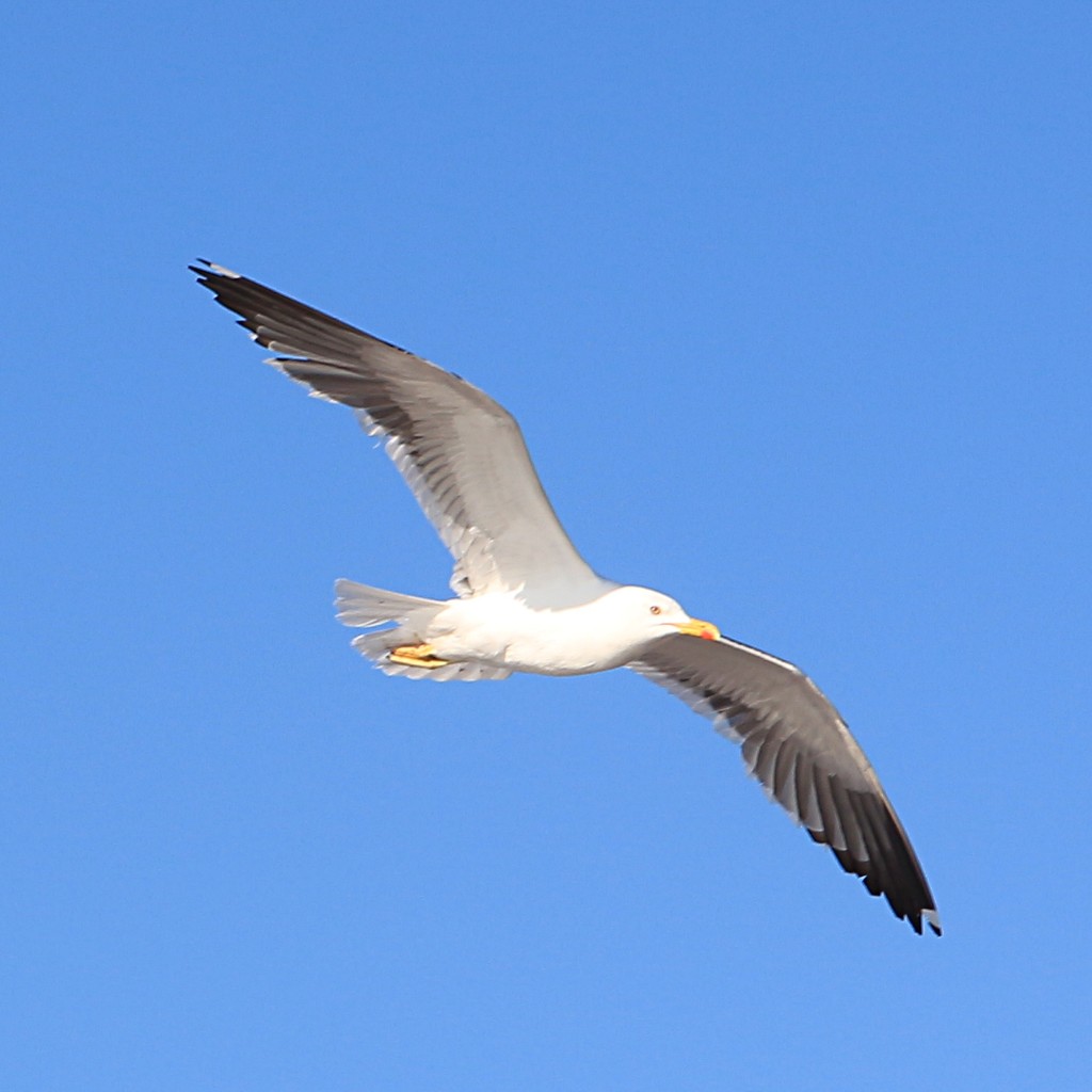 Skybird  by kiwinanna