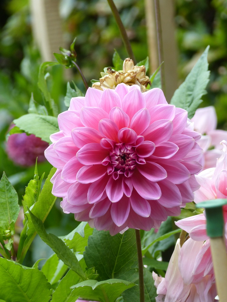 Dahlia at Anglesey Abbey by g3xbm