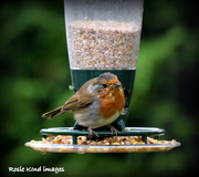 16th Aug 2018 - A bedraggled Robbie