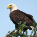Bald Eagle by seattlite