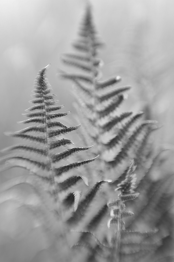 Woodland Ferns by motherjane
