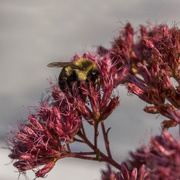 16th Aug 2018 - Morning Bumble Bee business