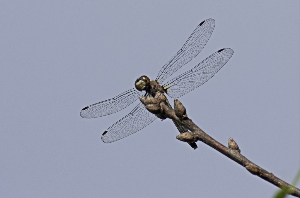 LHG_7235 Drangonfly wings underside by rontu