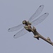 LHG_7235 Drangonfly wings underside by rontu
