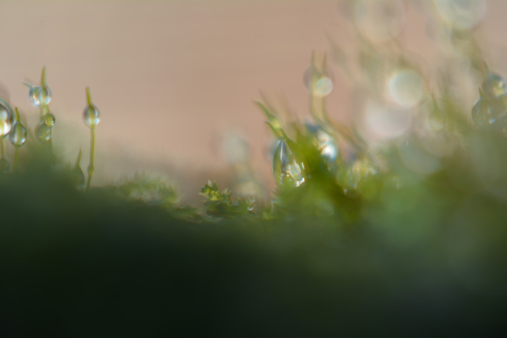 Dreamy moss......... by ziggy77
