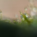 Dreamy moss......... by ziggy77