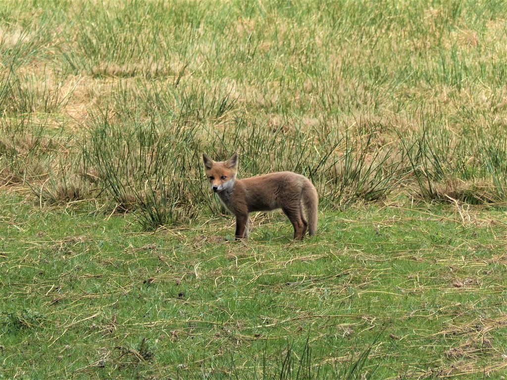  Fox Cub  by susiemc