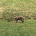  Fox Cub  by susiemc