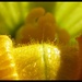 Zucchini (courgette) flower. by jokristina