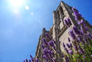16th Aug 2018 - The lavender at San Francisco’s Grace Cathedral