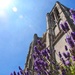 The lavender at San Francisco’s Grace Cathedral by louannwarren