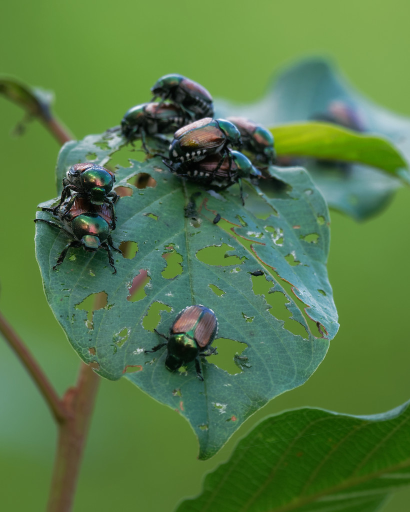 beetles gone wild by rminer
