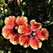 Hibiscus ~ by happysnaps