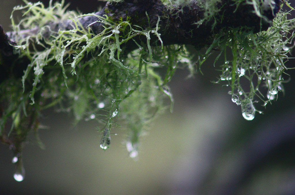 lichen the rain by kali66