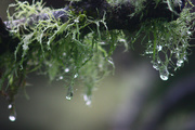 15th Aug 2018 - lichen the rain