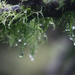 lichen the rain by kali66