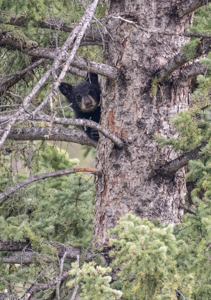 Black Bear Cub by dridsdale