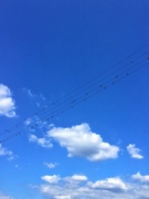 16th Aug 2018 - Blue sky, clouds and birds. 