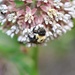 Day 217: Buzzy, buzzy bee! by jeanniec57