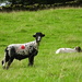 most of the ewes were terribly skittish by anniesue