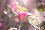 16th Aug 2018 - Pink Bud