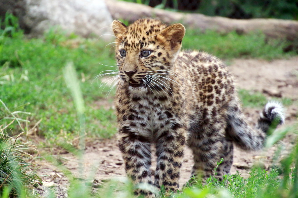 Leopard Cub On The Prowl by randy23