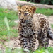 Leopard Cub On The Prowl by randy23
