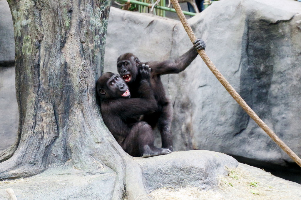 Gorillas Having A Heated Conversation by randy23