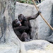 Gorillas Having A Heated Conversation by randy23