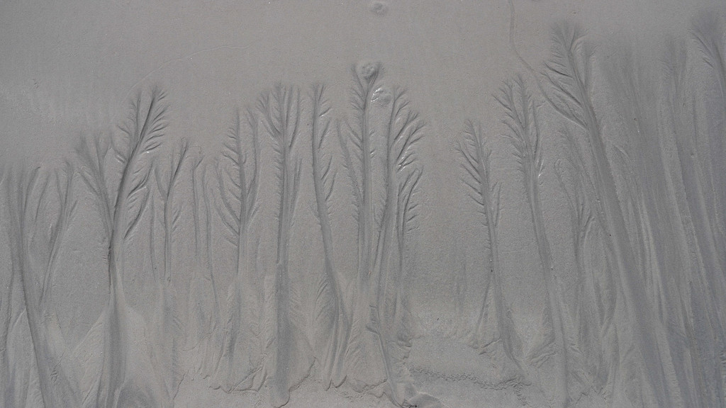 Trees in the sand by jodies