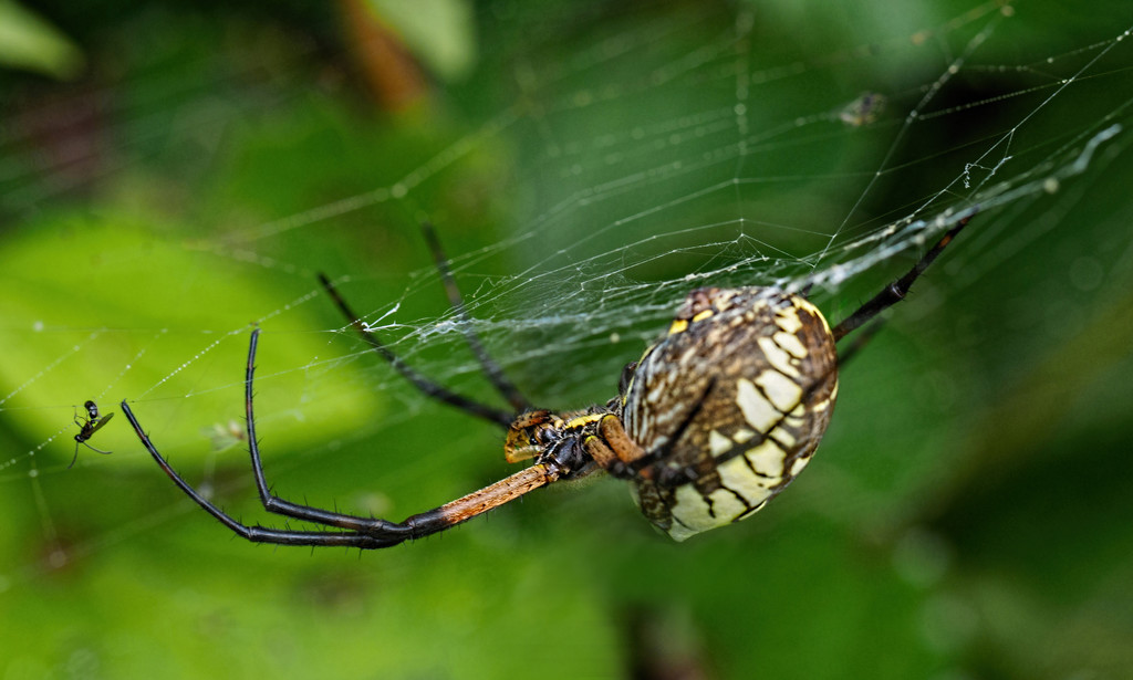 Garden Spider by tosee
