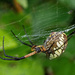 Garden Spider by tosee