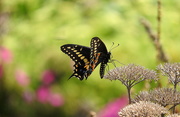 16th Aug 2018 - Black Swallowtail Butterfly