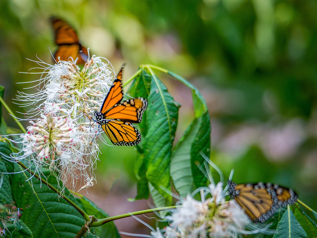 Butterflies on Bottlenose Bush by taffy