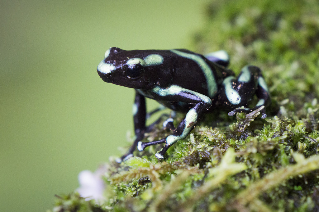 Poison Dart Frog by Weezilou